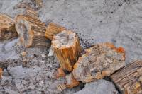 Arbres pétrifiés (Petrified forest, USA, Arizona)